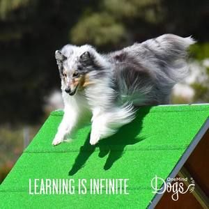 Meet your Posher, Dee dee